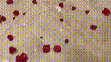 狗子:不是说好了一起当单身狗吗 ?